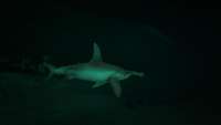 In GTA 5 you can turn into a hammerhead!