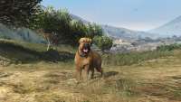 How to turn into a Rottweiler in GTA 5.
