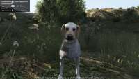 In GTA 5 you can turn into a Labrador!