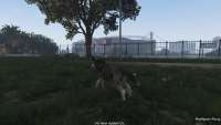 How to become a husky dog in GTA 5.