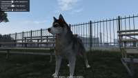 In GTA 5 you can turn into a husky dog!