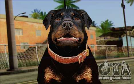 Rottweiler from GTA 5 Skin 3 for GTA San Andreas