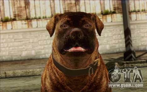 Rottweiler from GTA 5 Skin 1 for GTA San Andreas