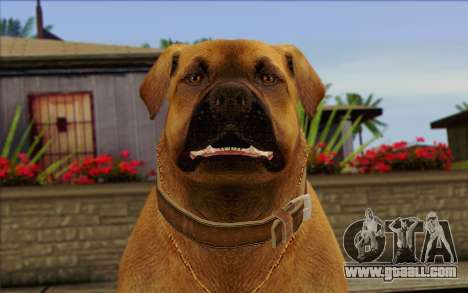 Rottweiler from GTA 5 Skin 2 for GTA San Andreas