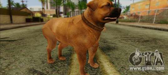 Rottweiler from GTA 5 Skin 2 for GTA San Andreas