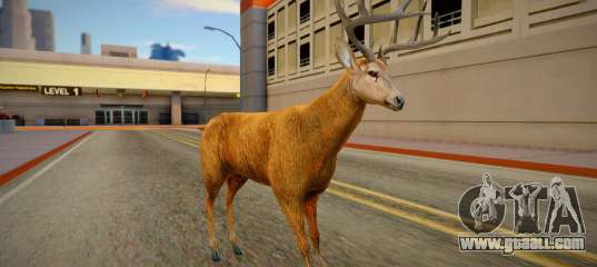 Deer