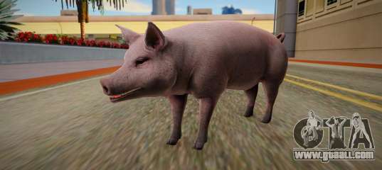 Boar